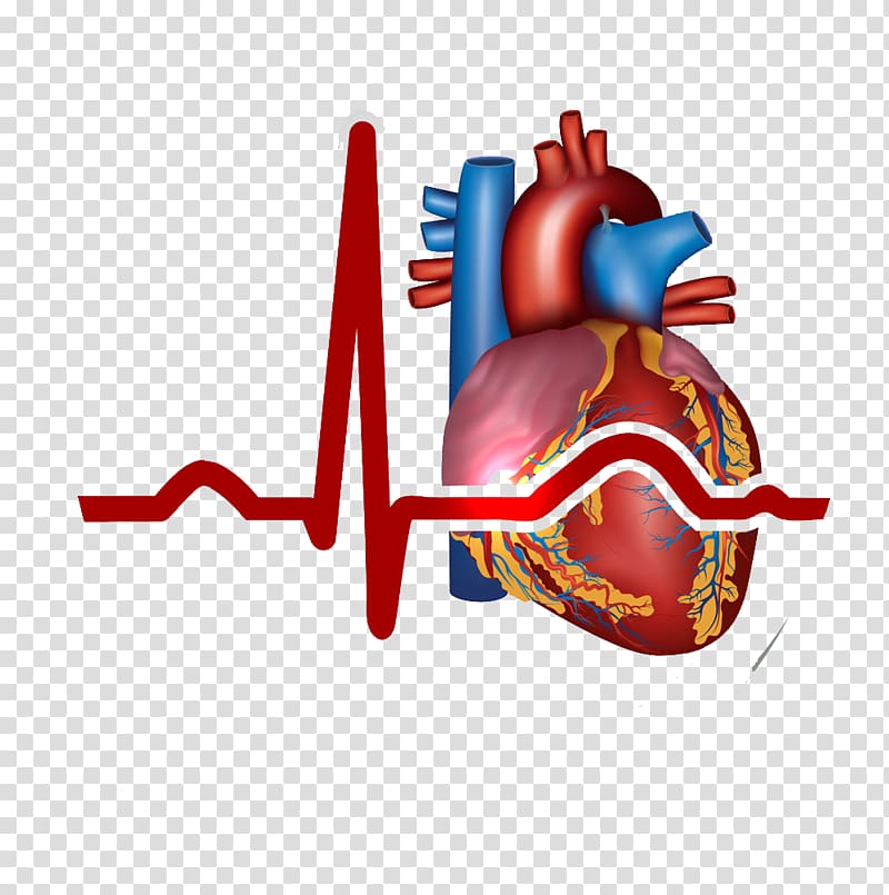 heart bear , Myocardial infarction Heart Cardiovascular disease Symptom, heart, transparent background PNG clipart