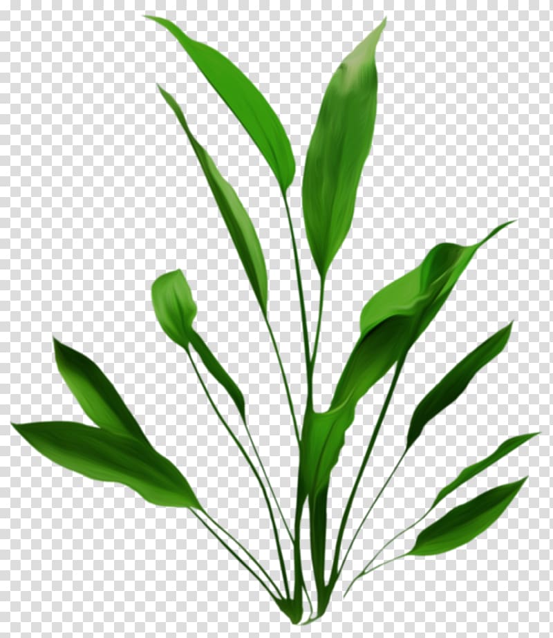 TIFF , herbe transparent background PNG clipart