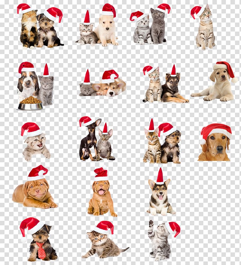 christmas hats pet dogs and cats transparent background PNG clipart