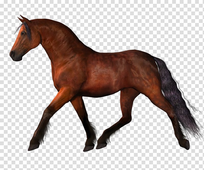 Mustang Stallion , horses transparent background PNG clipart