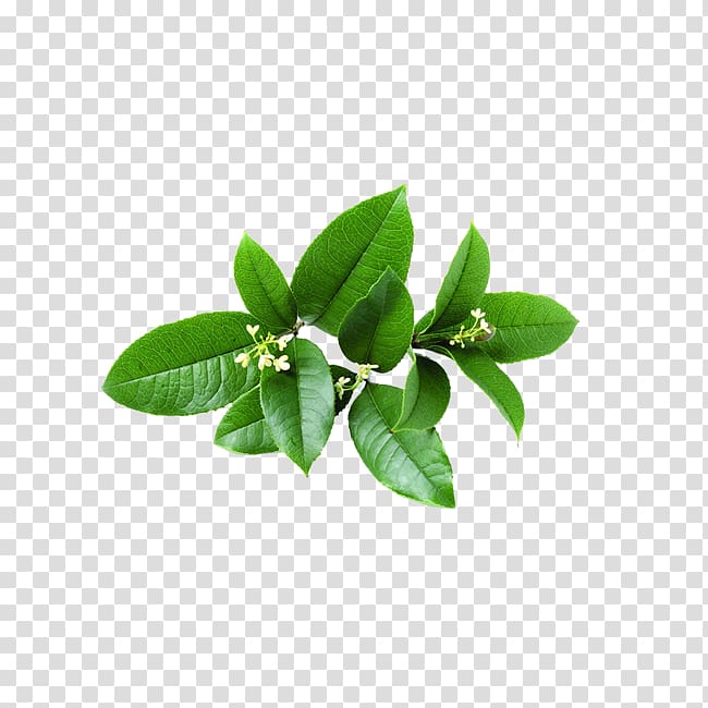 Nanjing Salted Duck Osmanthus fragrans var. aurantiacus, others transparent background PNG clipart