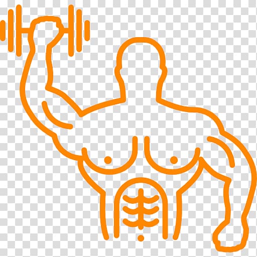 Muscle hypertrophy Bodybuilding Exercise Electrical muscle stimulation, bodybuilding transparent background PNG clipart