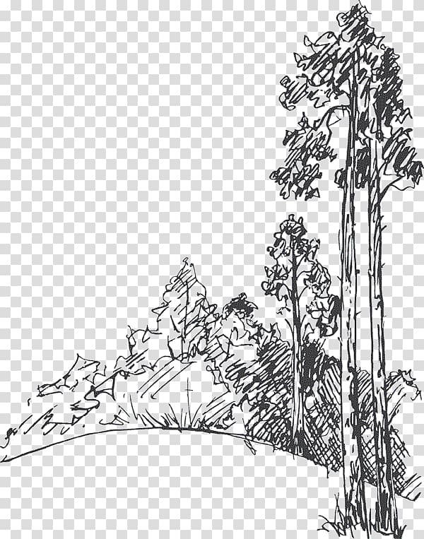 Drawing Tree Pine Sketch, tree transparent background PNG clipart