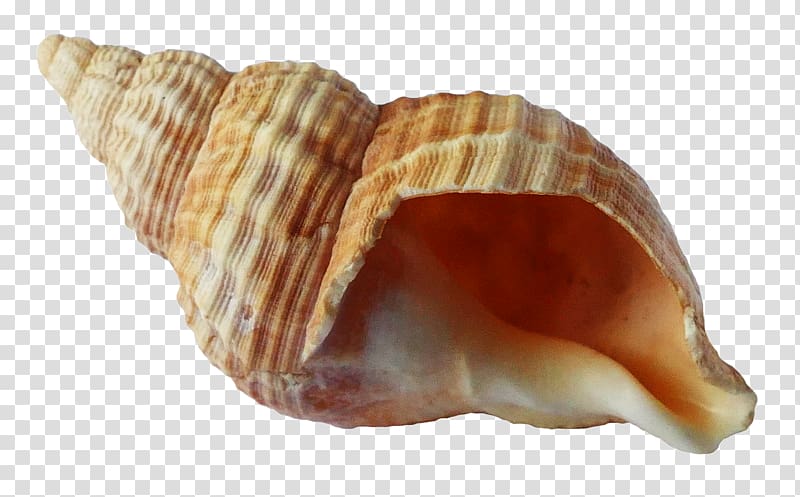 brown sea shell, Seashell Shellfish, Ocean Shell transparent background PNG clipart