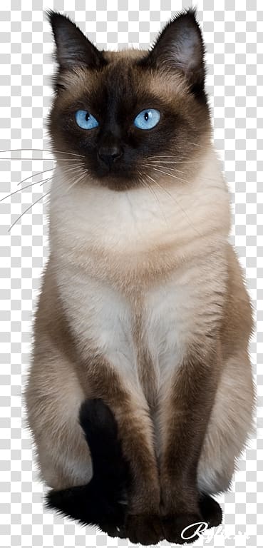 Cat Portable Network Graphics Adobe shop GIF, Cat transparent background PNG clipart