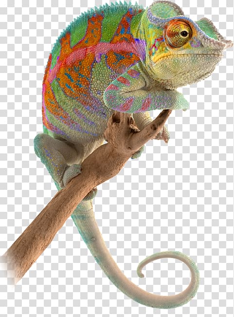 Chameleons Reptile Animal Lizard Novopac SA, lizard transparent background PNG clipart