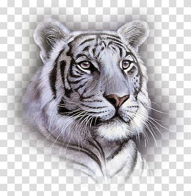 White tiger Bengal tiger Big cat Animal, others transparent background PNG clipart