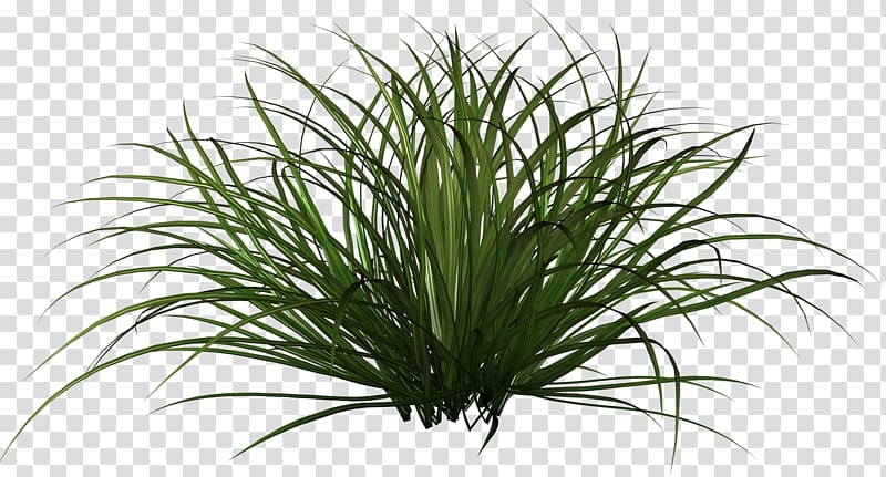 green grass , Ornamental grass Plant , grass transparent background PNG clipart