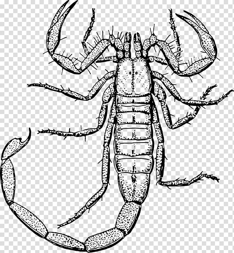 Scorpion Drawing , scorpions transparent background PNG clipart