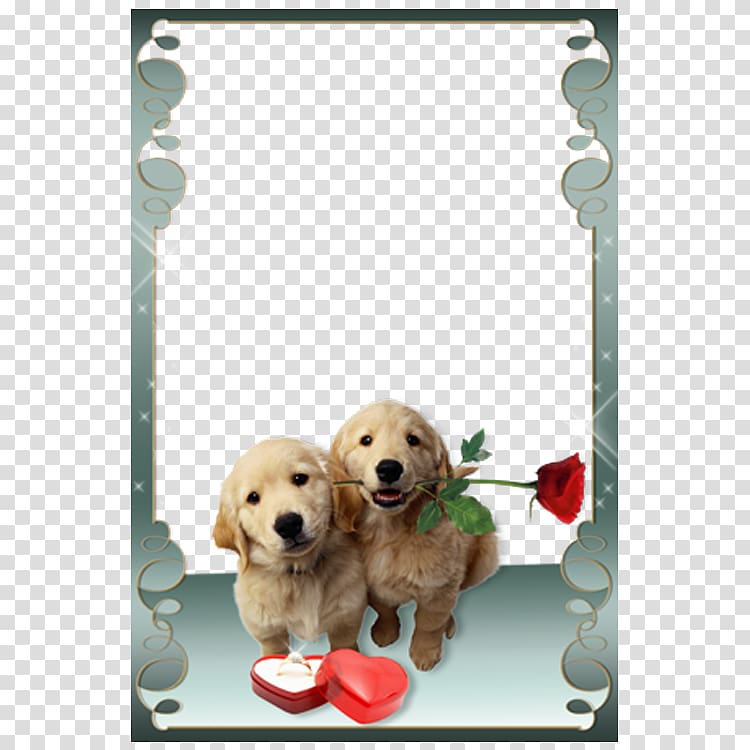 two golden Labrador puppies, Love Frames frame Android, Puppy Valentine\'s Day floral frame transparent background PNG clipart