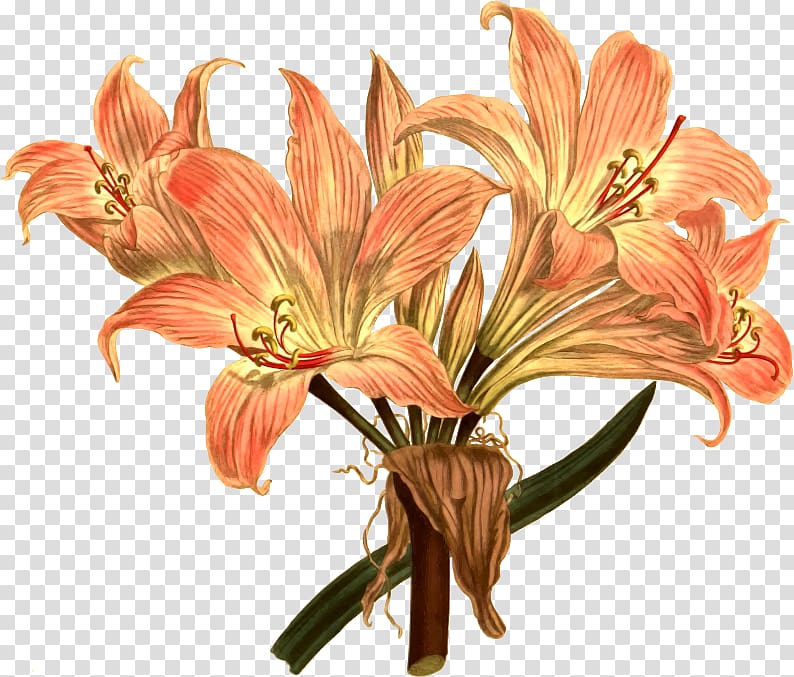 Amaryllis belladonna Flower Drawing Botanical illustration, lily transparent background PNG clipart