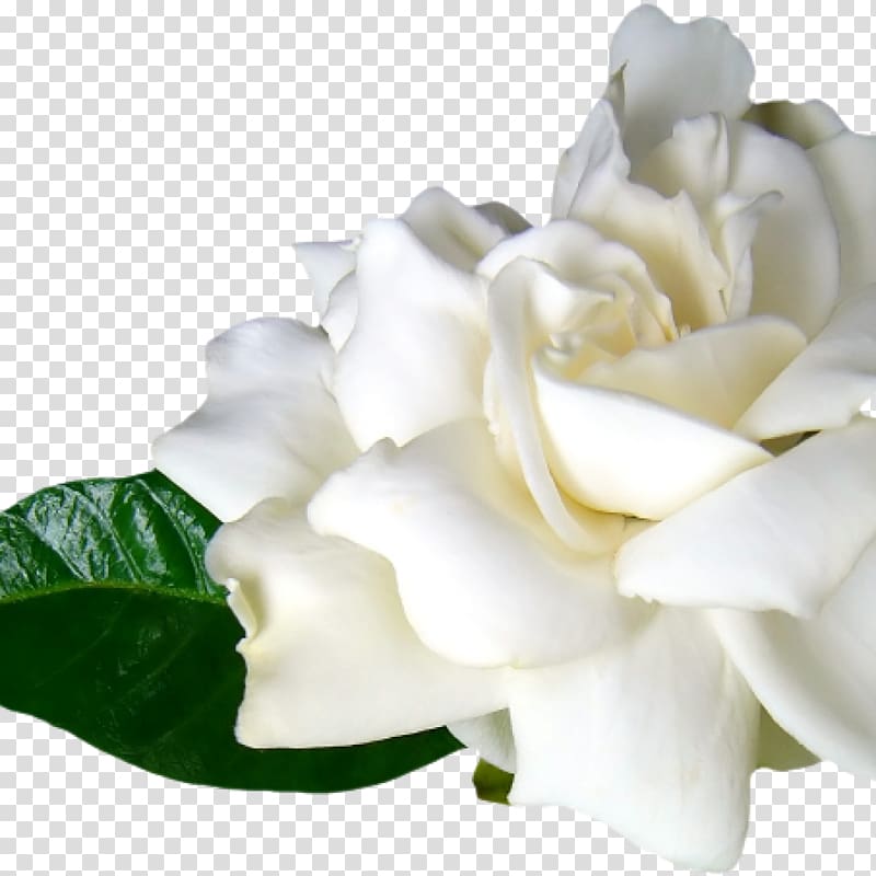 flor blanca transparent background png cliparts free download hiclipart flor blanca transparent background png