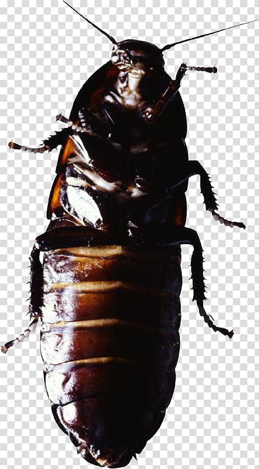 Cockroach Insect Pest control, Black Beetle transparent background PNG clipart