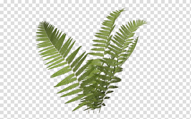 green leaf fern illustration, Plant Fern Burknar , Fern Icon transparent background PNG clipart