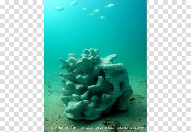 Coral reef Stony corals 3D printing, living room Top View transparent background PNG clipart