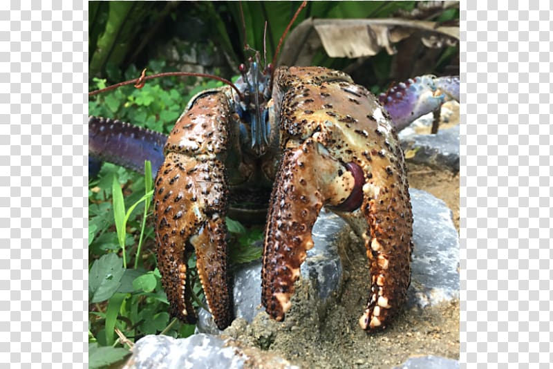 Coconut crab Crustacean Hermit crab Claw, crab transparent background PNG clipart