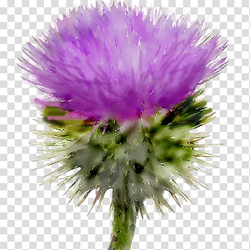 Milk thistle Scotland Writer Author, others transparent background PNG clipart