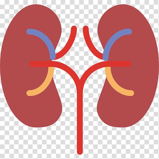 Kidney Computer Icons Organ Human body, kidney transparent background PNG clipart