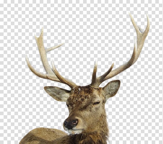 Travel Trophy hunting Safari White-tailed deer, Travel transparent background PNG clipart