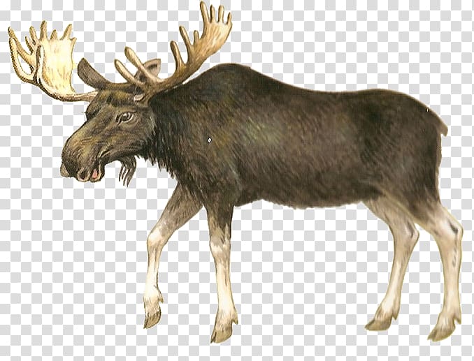 Moose Deer Hunting , deer transparent background PNG clipart