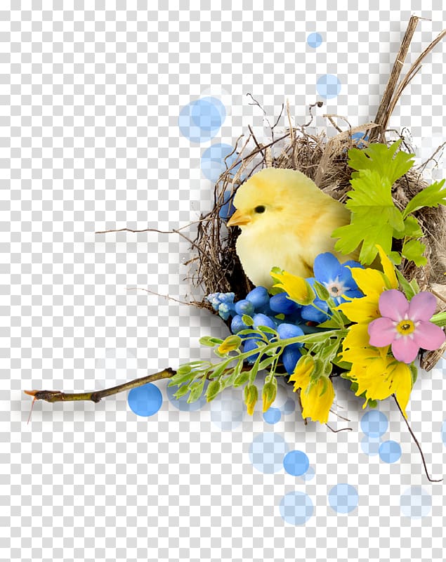 Easter Bird , Easter transparent background PNG clipart