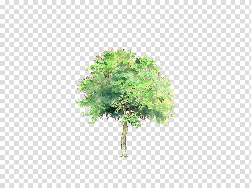 Stone pine Tree Styphnolobium japonicum Transparency and translucency, tree transparent background PNG clipart