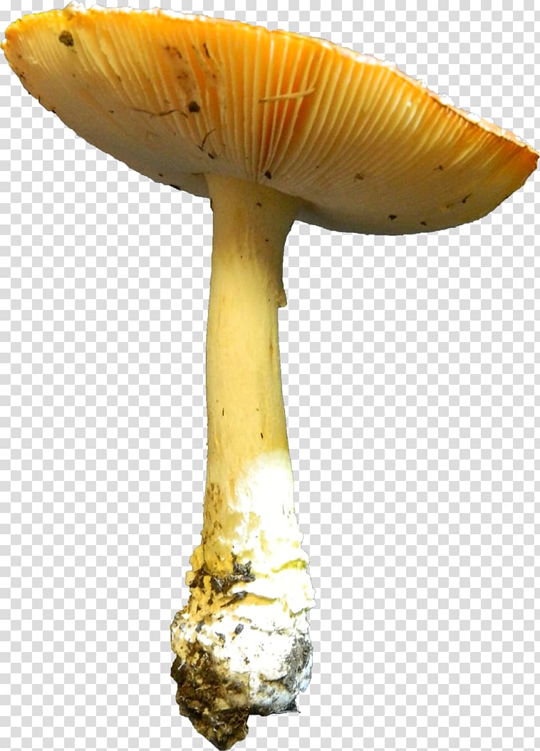 Edible mushroom Agaricaceae Medicinal fungi Medicine, mushroom transparent background PNG clipart