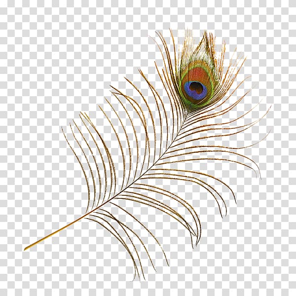 Bird Feather Peafowl, peacock feather transparent background PNG clipart