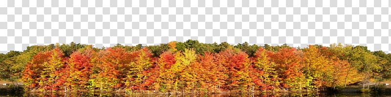 Temperate broadleaf and mixed forest Tree Autumn Mixed coniferous forest, autumn forest transparent background PNG clipart