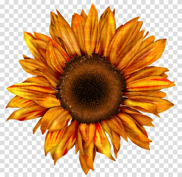 Common sunflower Drawing Red sunflower , karma transparent background PNG clipart