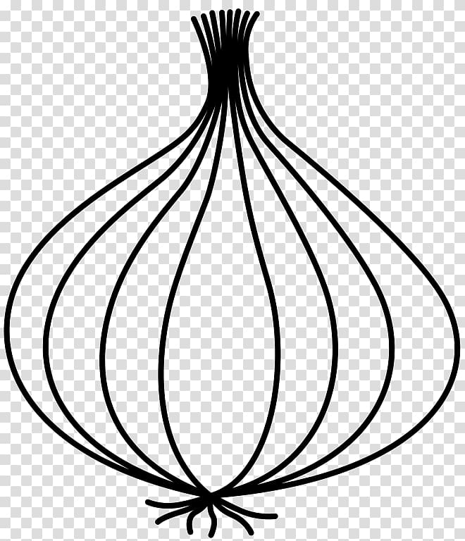 white onion clipart