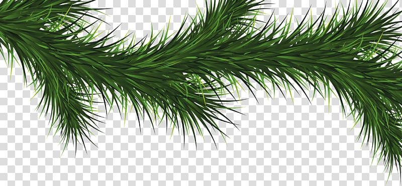 Balsam fir Tree, Fir-Tree transparent background PNG clipart