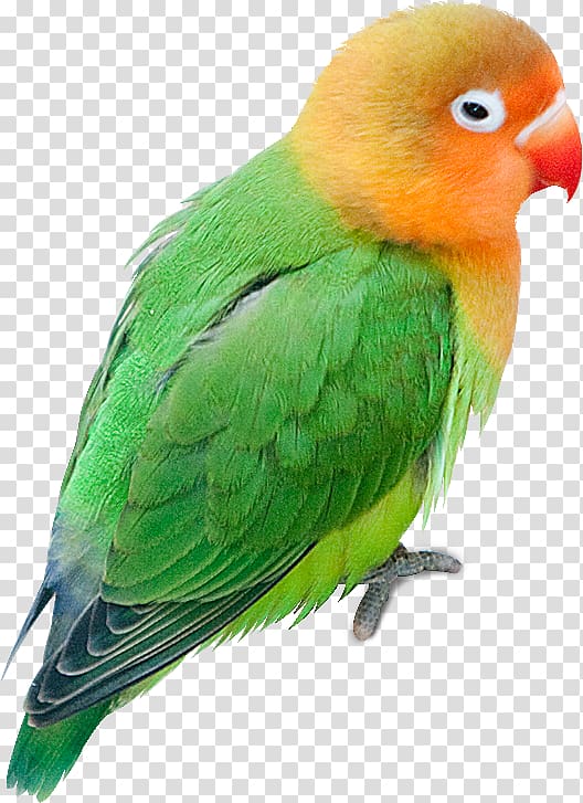 Budgerigar Parrot Lovebird Parakeet, parrot transparent background PNG clipart