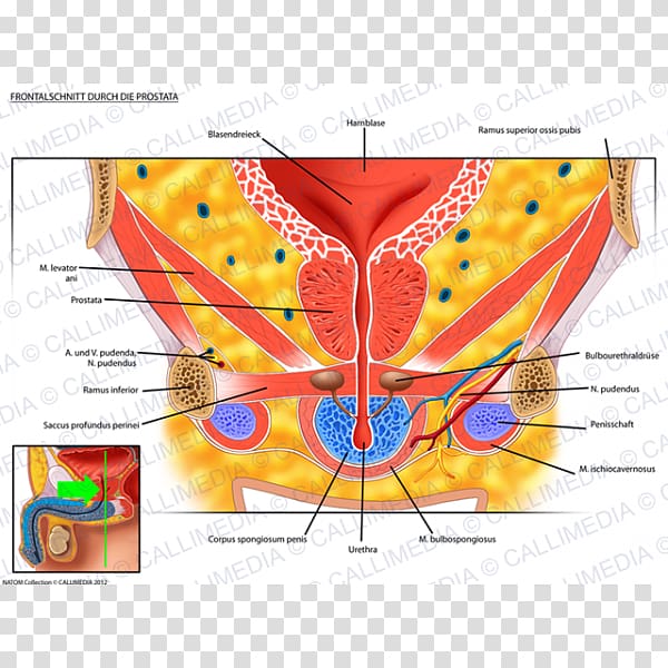 Urinary bladder Anatomy Organ Genitourinary system Prostate, prostate gland transparent background PNG clipart