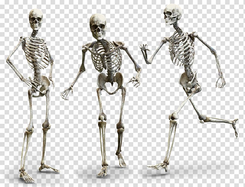 Human body Human skeleton Human anatomy Homo sapiens, Skeleton transparent background PNG clipart