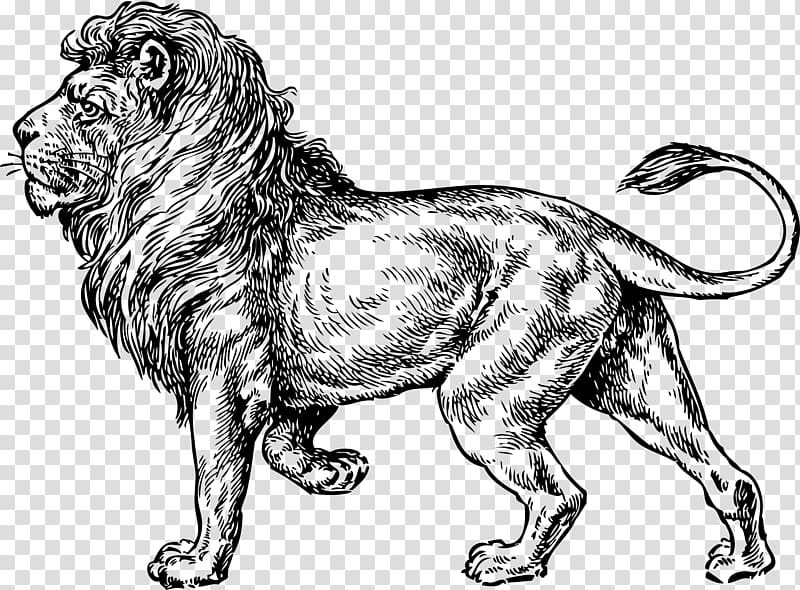 lion illustration, Lionhead rabbit Tattoo Drawing , lion drawing transparent background PNG clipart