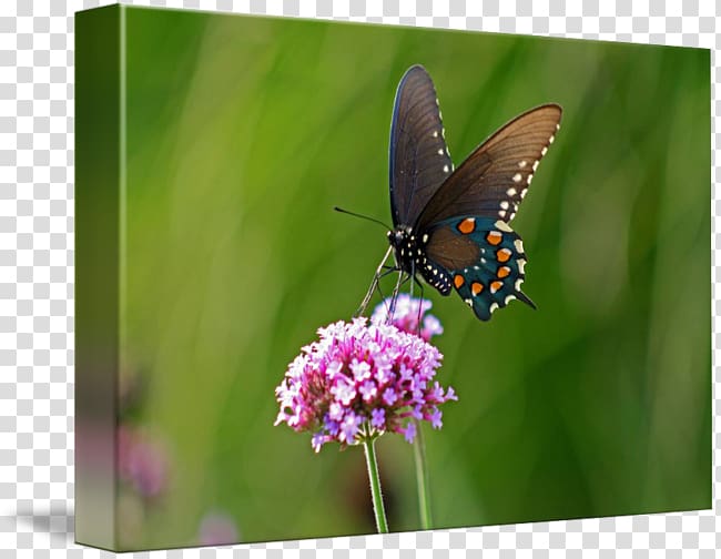 Monarch butterfly Lycaenidae Pieridae Nymphalidae, glossy butterflys transparent background PNG clipart