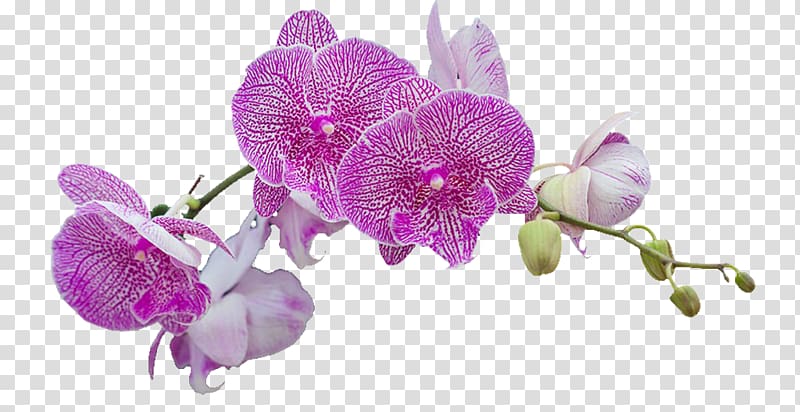 Moth orchids Flower Purple Petal, A cherry tree transparent background PNG clipart