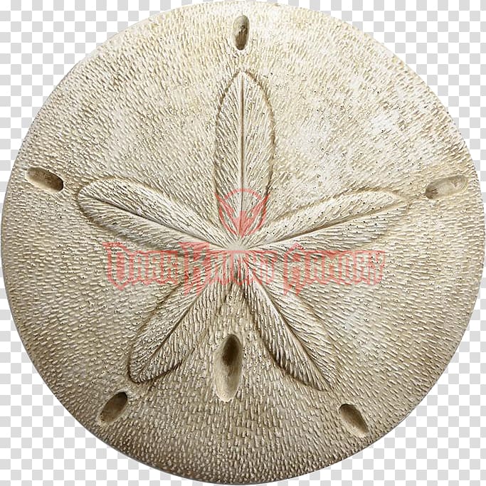 Echinoderm Art Sand dollar Wall, design transparent background PNG clipart