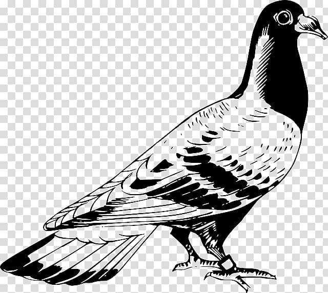 Homing pigeon English Carrier pigeon Columbidae Drawing Release dove, Silhouette transparent background PNG clipart