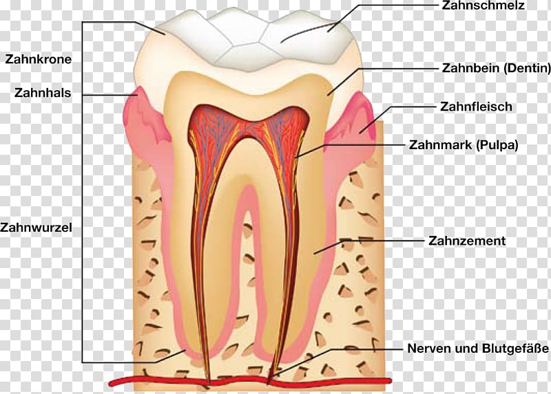 Human tooth Dental anatomy Human anatomy, Tooth Anatomy transparent background PNG clipart