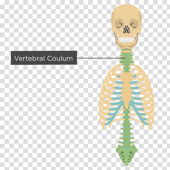 Bone Human skeleton Homo sapiens Axial skeleton, vertebral transparent background PNG clipart