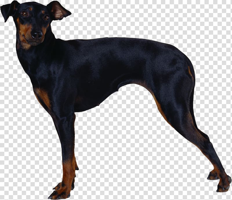 Dobermann Manchester Terrier English Toy Terrier Miniature Pinscher German Pinscher, puppies transparent background PNG clipart