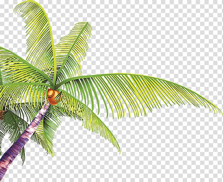 Summer Poster, Hand-painted cartoon coconut leaves transparent background PNG clipart
