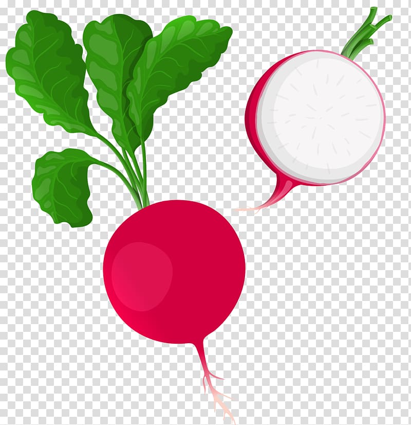 Daikon Beetroot Vegetable , radish transparent background PNG clipart
