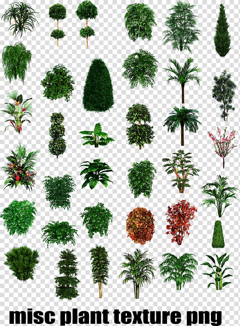 misc plant texture , Shrub Tree Texture mapping Plant, shrubs plan transparent background PNG clipart