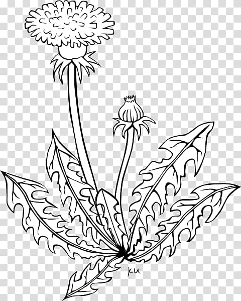 The Dandelion Common Dandelion graphics Drawing, dandelion Black transparent background PNG clipart