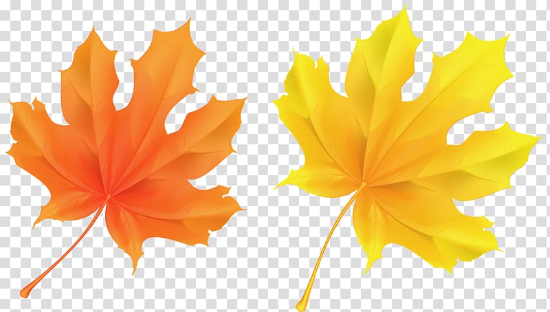 two orange and yellow maple leaf illustrations, Autumn leaf color Orange , Yellow and Orange Leaves transparent background PNG clipart