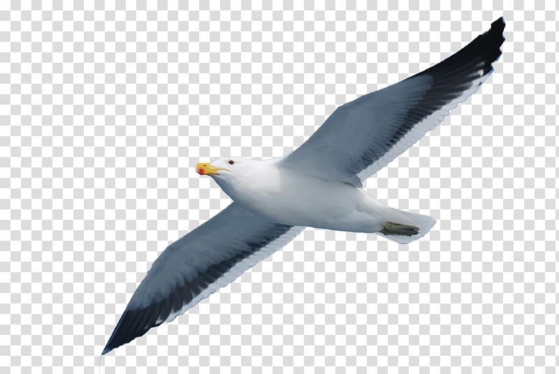 white seagull, Gulls Seabird, Seabird seagull transparent background PNG clipart