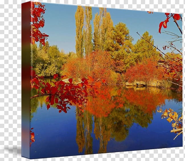 Maple leaf Gallery wrap Canvas Art , autumn price to transparent background PNG clipart